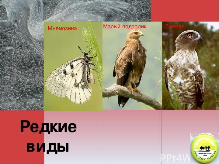 Среда обитания орла биология