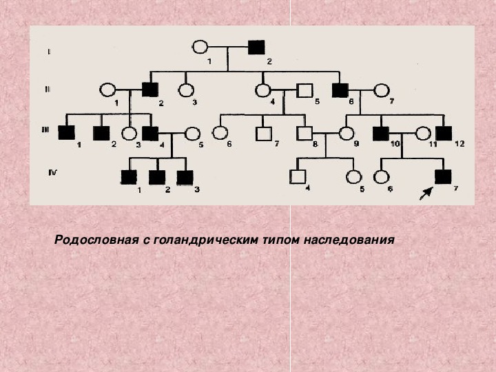 Схема родословной биология