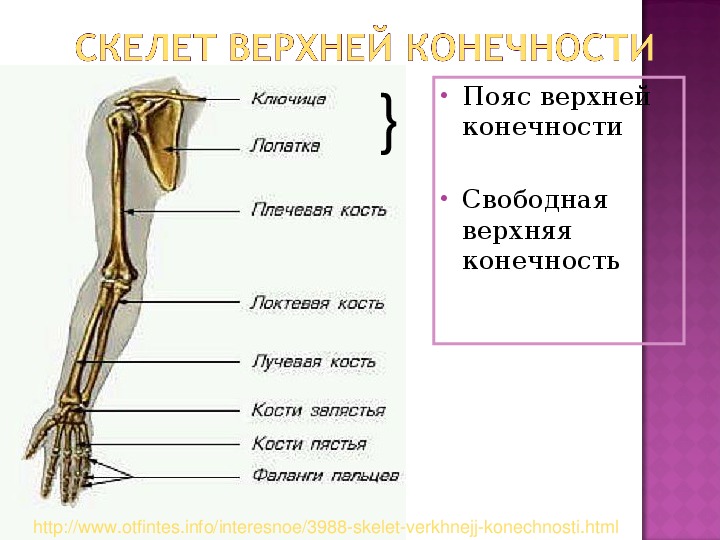 Выбери кости пояса верхней конечности
