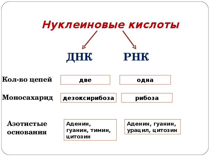 Белки и нуклеиновые кислоты презентация