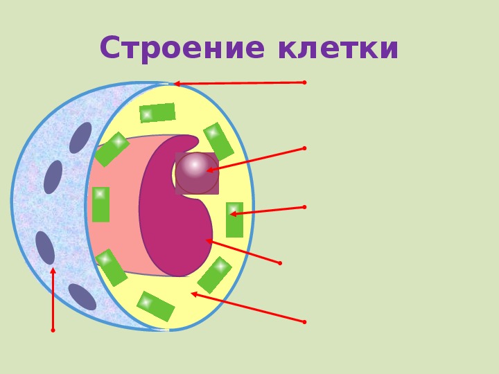 Рисунок пластиды клетки