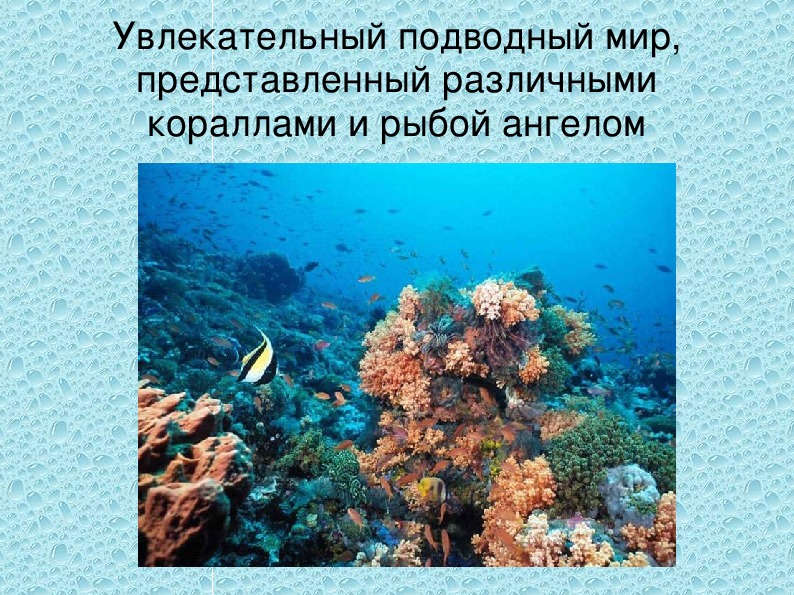 Презентация водный мир. Доклад на тему подводный мир. Подводный мир краткое сообщение. Доклад характеристика подводного мира. Как зовут рыбу в кораллах длинную.