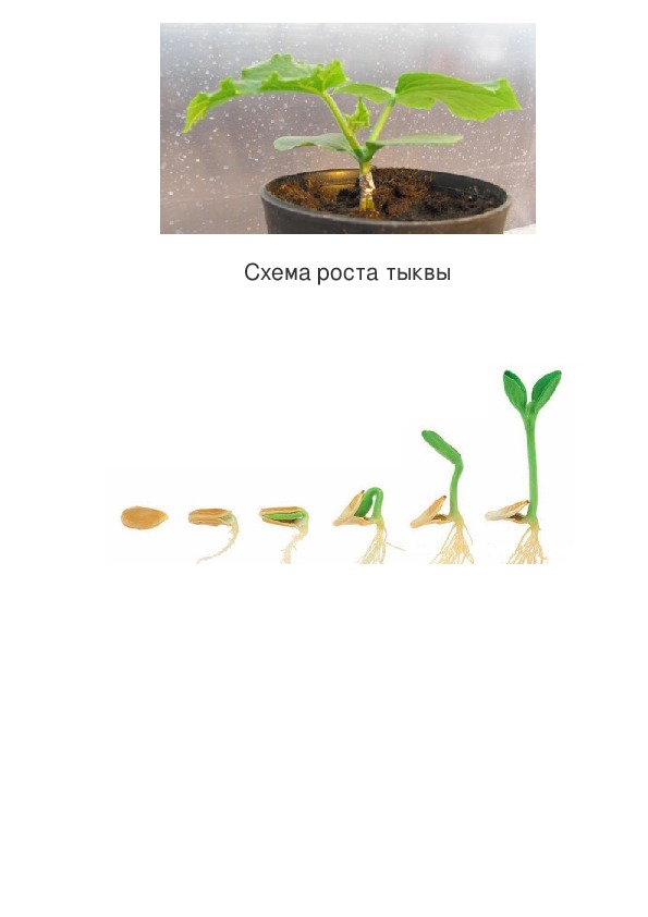 Наблюдение за ростом и развитием фасоли. Этапы прорастания семян тыквы. Наблюдение за ростом гороха. Наблюдение за ростом тыквы в детском саду. Наблюдение за ростом фасоли по дням.