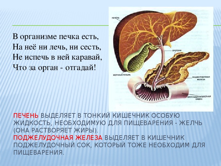 Печень орган в организме