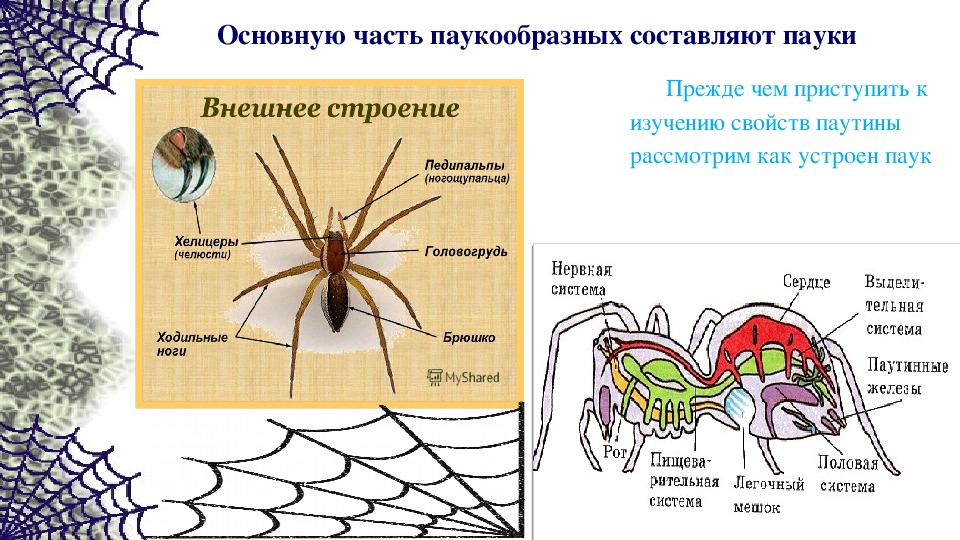 Органы зрения у паукообразных