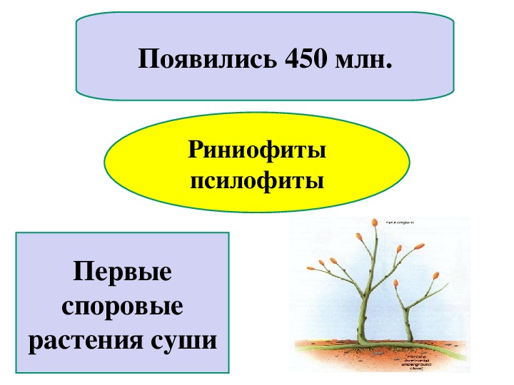 Презентация по биологии 6 класс историческое развитие растительного мира пономарева