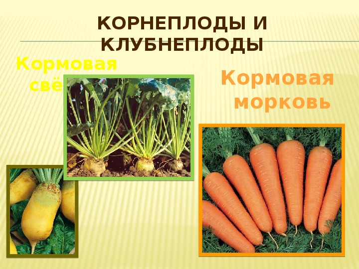 Морковь относится к группе. Корнеплодных и клубнеплодных культур. Кормовые корнеплоды. Кормовая морковь. Корнеплоды клубнеплоды и бахчевые.