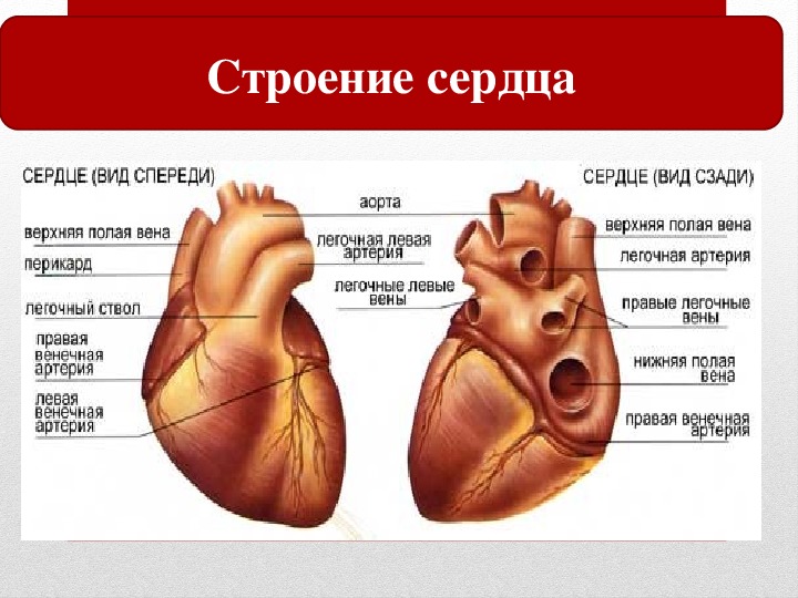 Сердце анатомия кратко