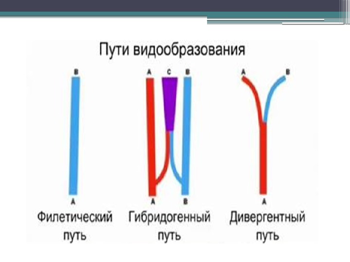 На рисунке представлена схема видообразования по ч дарвину какой эволюционный процесс