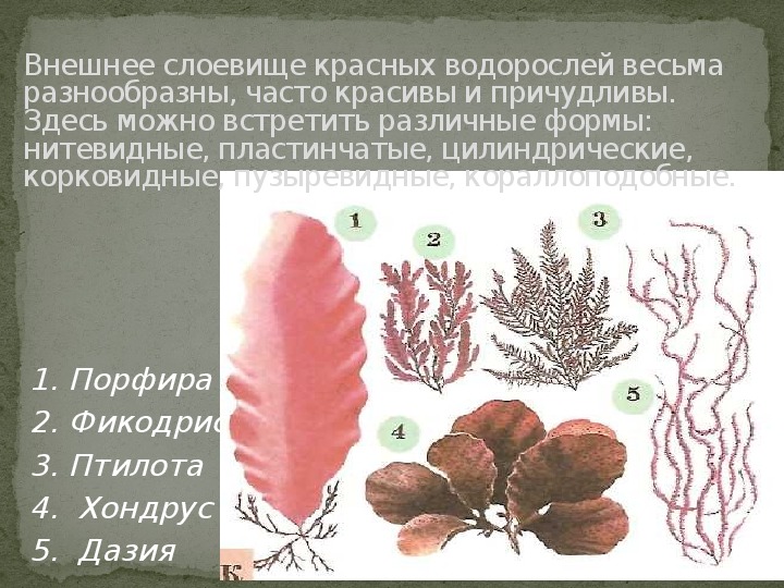 Сумчатые грибы красные водоросли зеленые водоросли мхи. Таллома красных водорослей. Строение таллома красных водорослей. Тип слоевища красных водорослей. Форма таллома красных водорослей.