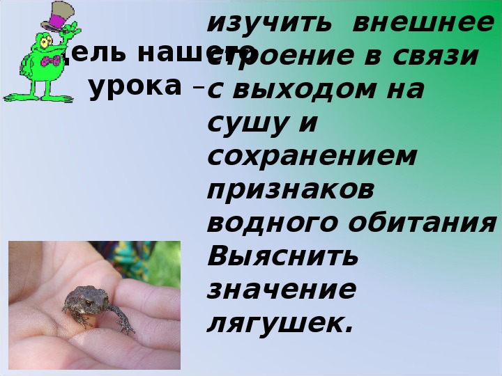 Что обозначает лягушка на продуктах. Задания по теме земноводные 7 класс. Значение жаб в природе. Значение лягушек.