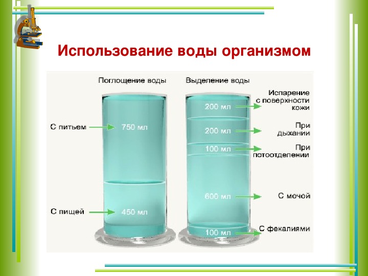 Как сделать презентацию по биологии