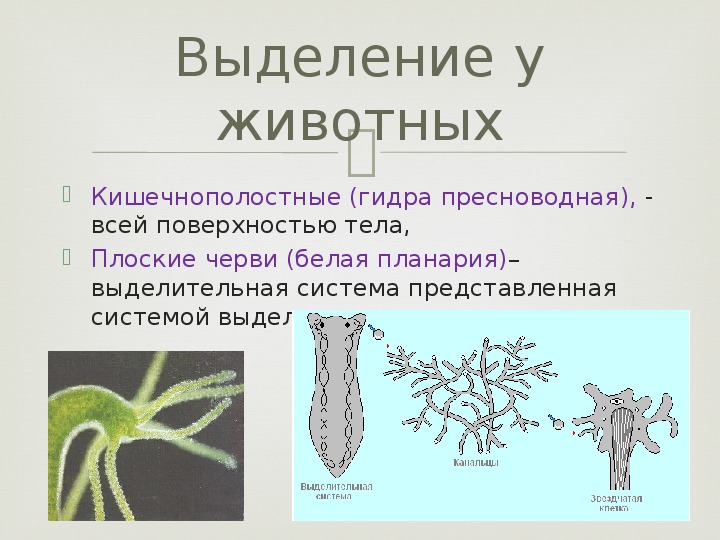 Гидра пресноводная рисунок