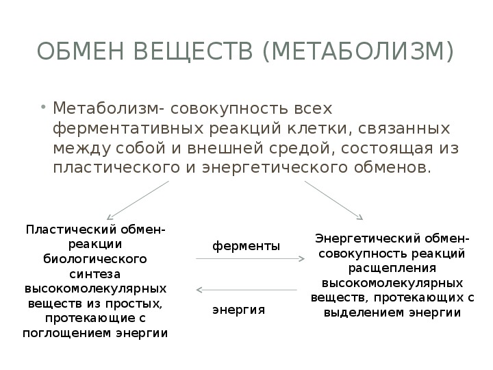 Пластический обмен биосинтез