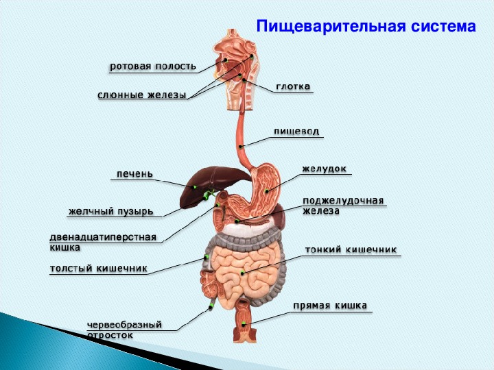 Особенности строения организма. Особенности строения тела человека. Строение тела альфы. Строение организма Омеги. Особенности строения организма грифы.