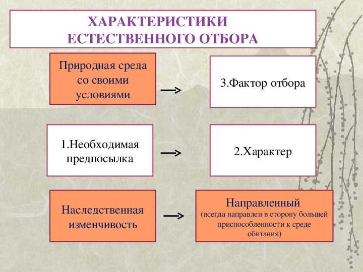 Движущие силы эволюции естественный отбор презентация