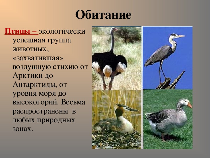 Примеры животных класса птицы. Многообразие птиц. Класс птицы. Класс птицы разнообразие. Класс птицы презентация.