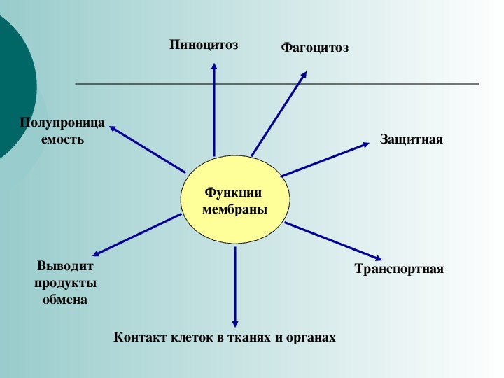 Неограниченный рост активный образ жизни клеточное строение