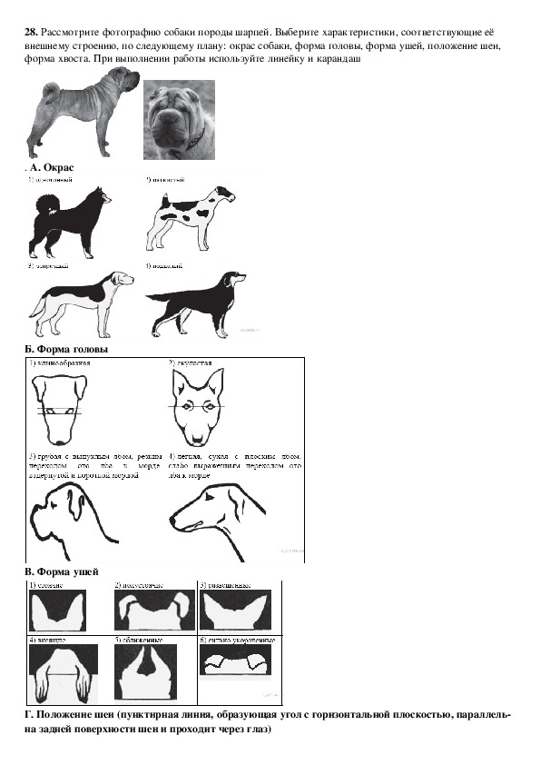 Рассмотрите фотографию серой кошки выберите характеристики соответствующие внешнему строению кошки