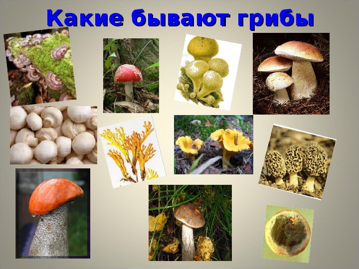 Какие бывают грибы