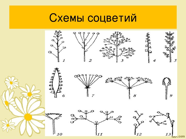 Какие соцветия изображены на рисунках. Схема соцветия растения биология 6 класс. Схема типов соцветий 6 класс биология. Схемы соцветий 6 класс. Типы соцветий 6 класс биология рисунок.