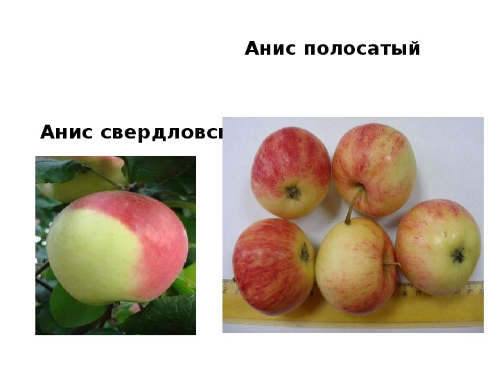 Презентация Урока-"Праздник яблока" 2-4 класс