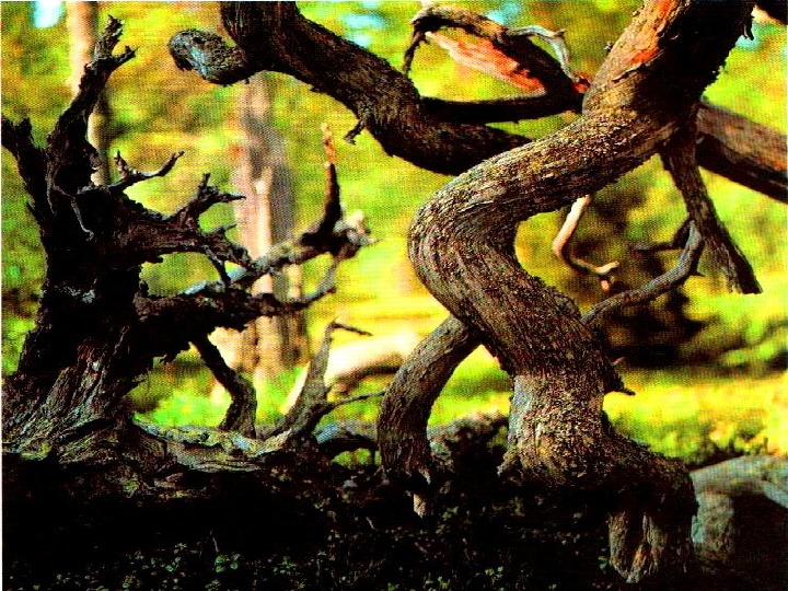 Опавшие Листья Фото Гиппенрейтера