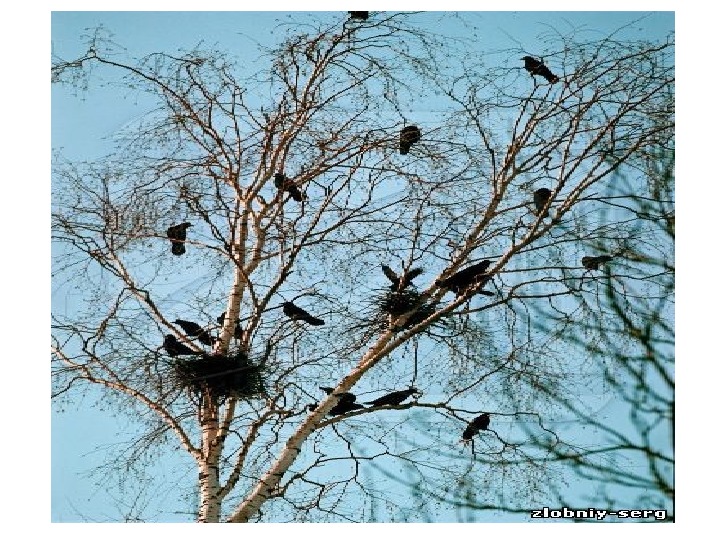 Птицы прилетающие весной в россию. Животные которые прилетают весной в Кургане.