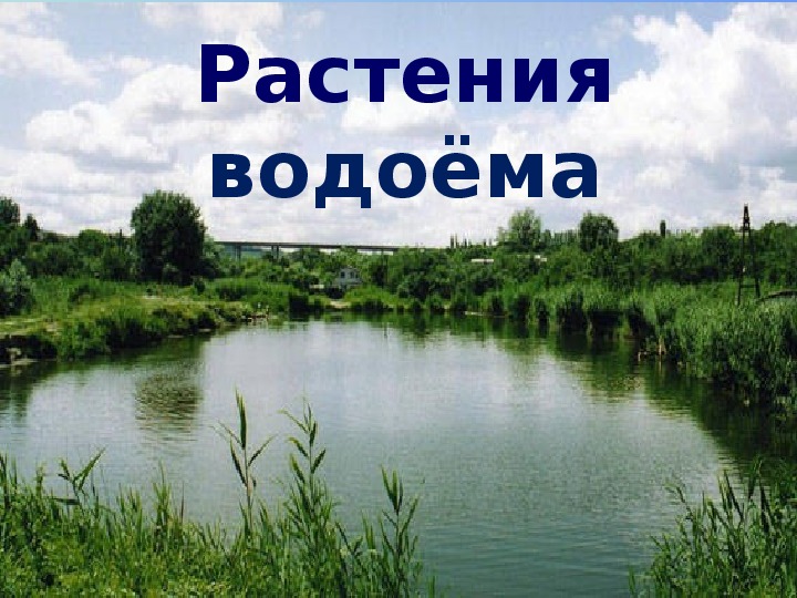 Водоплавающие жители водоема презентация