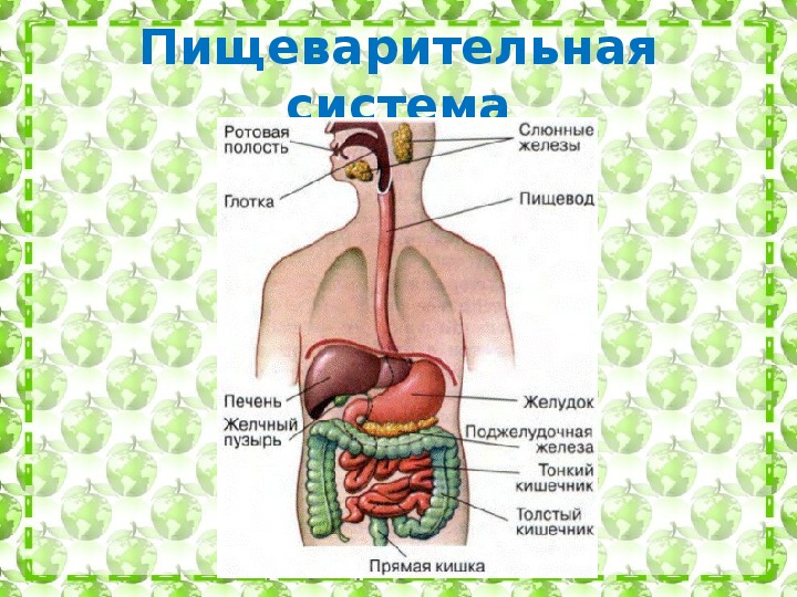 Пищевод и дыхательные пути на картинке