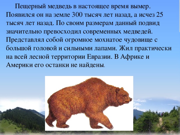 Реферат: Медведь
