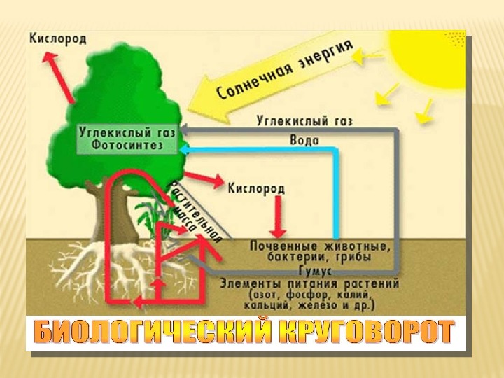 Географическая оболочка 6 класс география презентация