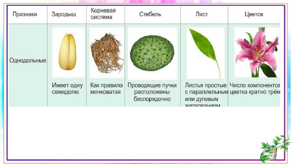 На каком рисунке изображен однодольные растения. Семейства однодольных растений и двудольных растений. Признаки семейств класса Однодольные. Представители однодольных растений. Представители Однодольные листья.