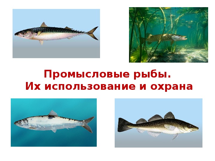 Промысловые рыбы 7 класс. Промысловые рыбы. Промысловые рыбы и их охрана. Промысловые рыбы презентация. Группы промысловых рыб.
