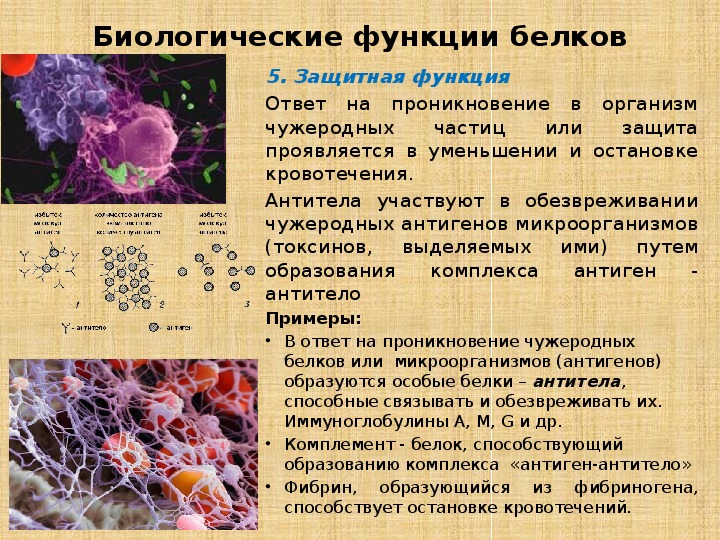 Примеры белков. Защитная функция белков. Белки их функции защитные.