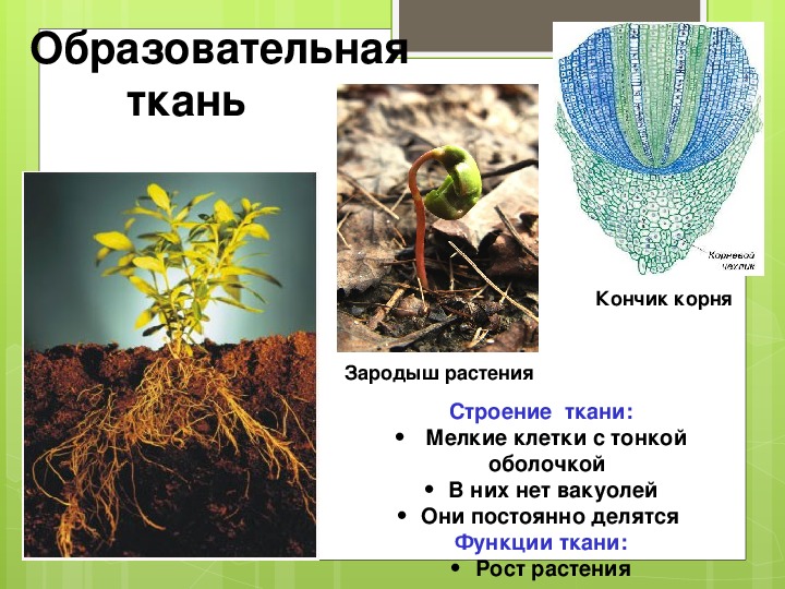 Образовательная ткань растений. Ткани растений презентация. Ткани растений ОГЭ. Ткани из растений.