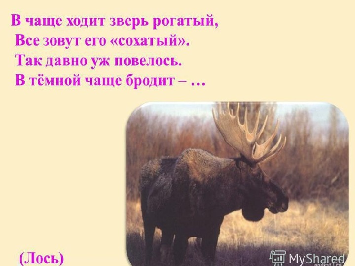 трав копытами касаясь ходит по лесу красавец ходит смело и легко рога. загадка про лося для детей. лось трубит. загадка про лося. загадка про лося для детей 6-7 лет.
