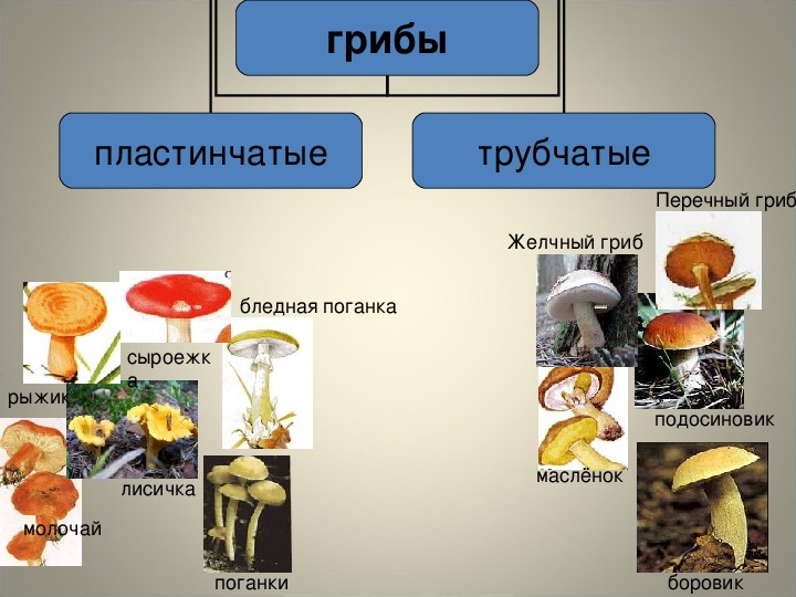Трубчатые грибы и пластинчатые грибы примеры