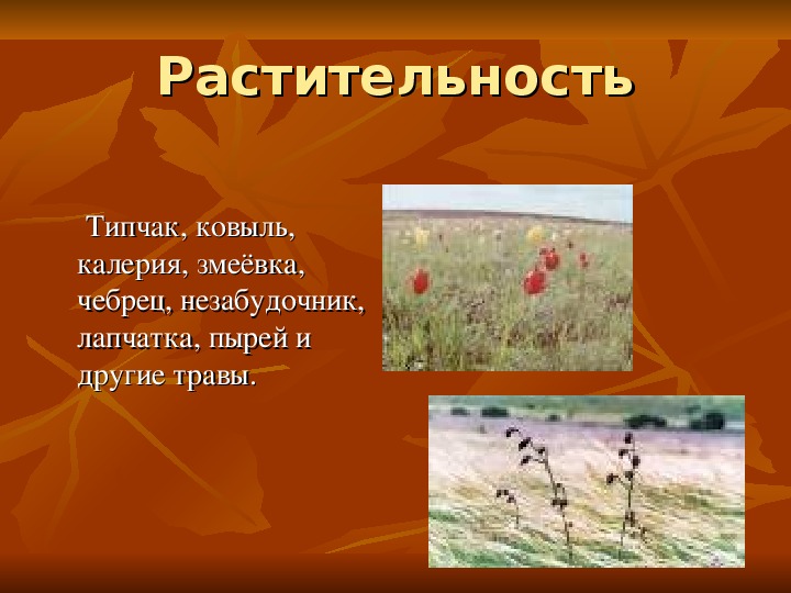 Природная зона красноярска. Природные зоны Красноярского края. Карта природных зон Красноярского края. Растения по природным зонам Красноярского края.