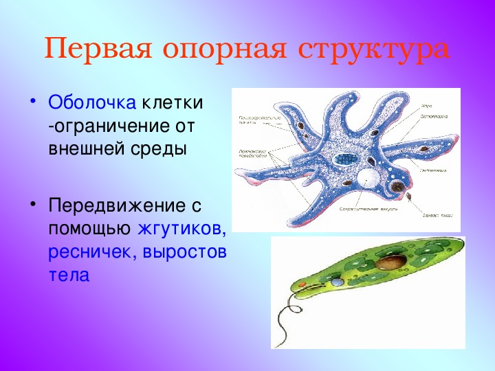 Биология опорно двигательная система 7 класс презентация