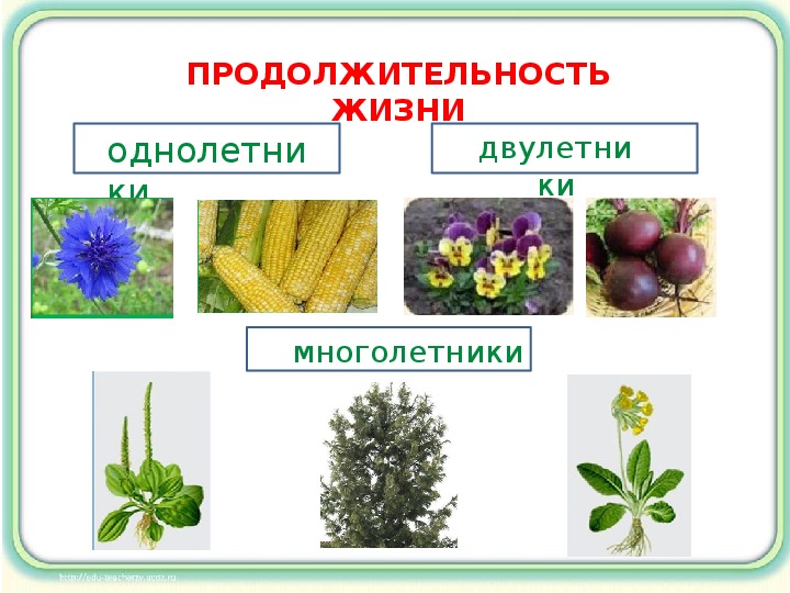 Презентация по окружающему миру "Растения - живые существа (организмы)" (3 класс)