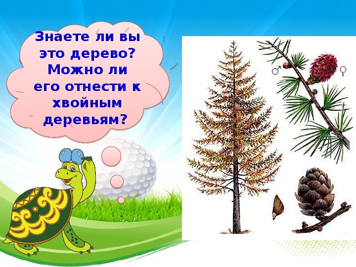 Кукушки поедают в лесу вредных гусениц схема предложения