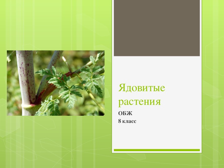 Презентация по ОБЖ на тему "Ядовитые растения" (8 класс, ОБЖ)