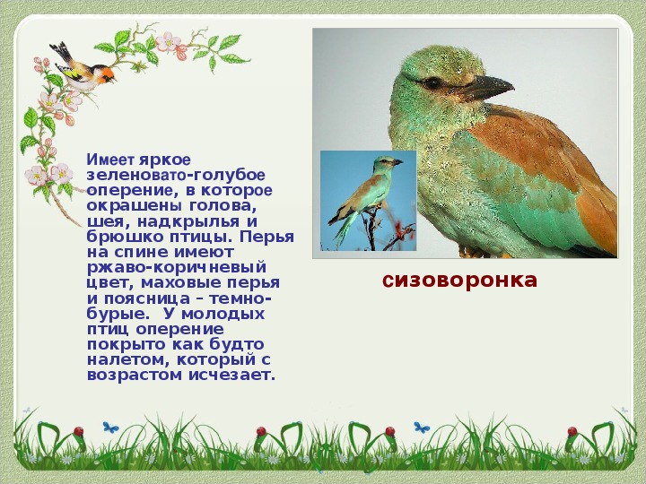 Птицы Ростовской Области Фото
