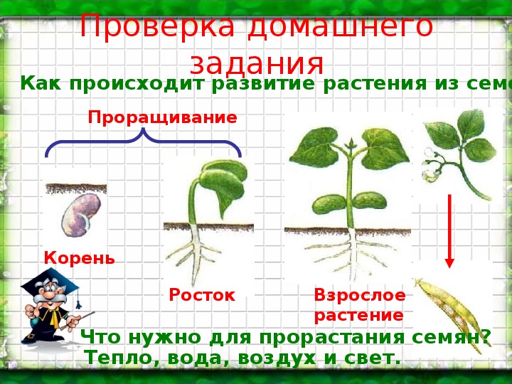 Презентация мир растений окружающий мир 3 класс. Презентация по окружающему миру растения. Растения 3 класс окружающий.