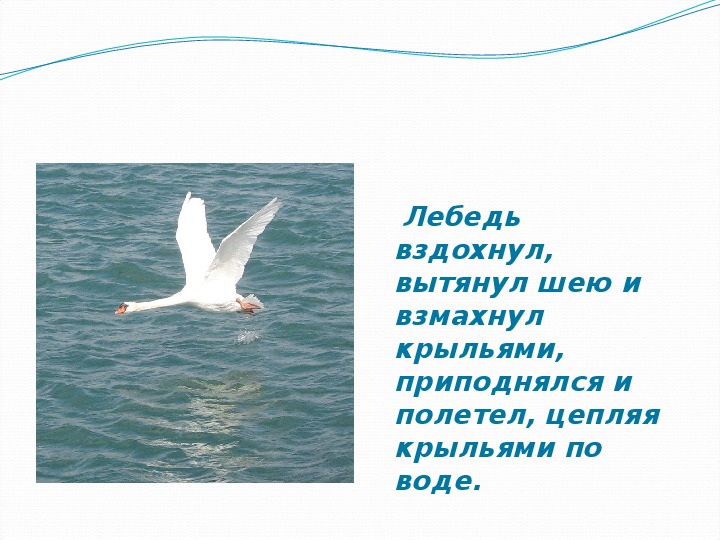 Л толстой рассказ лебеди. Лев Николаевич толстой лебеди. Л Н толстой рассказ лебеди текст. Произведение Толстого про лебедя 3 класс.