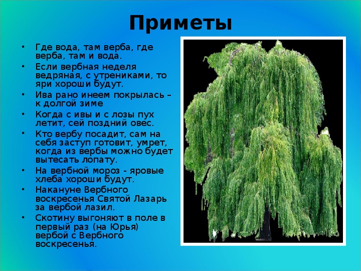 Ива дерево описание. Загадка про иву. Ива описание для детей. Ива обыкновенная описание.