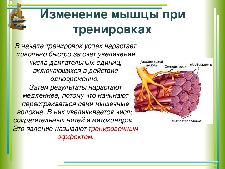 Работа мышц 8 класс биология. Регуляция работы скелетных мышц. Конспект урока по биологии 8 класс работа мышц.. Скелетные мышцы и их работа. Работа мышц конспект.