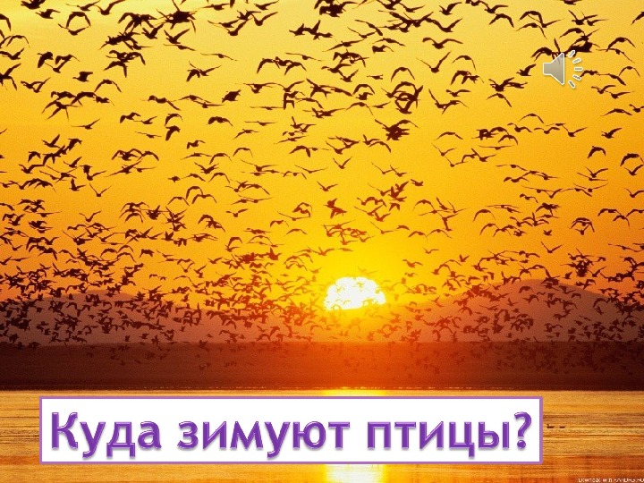 Как зимуют птицы. учебная презентация.