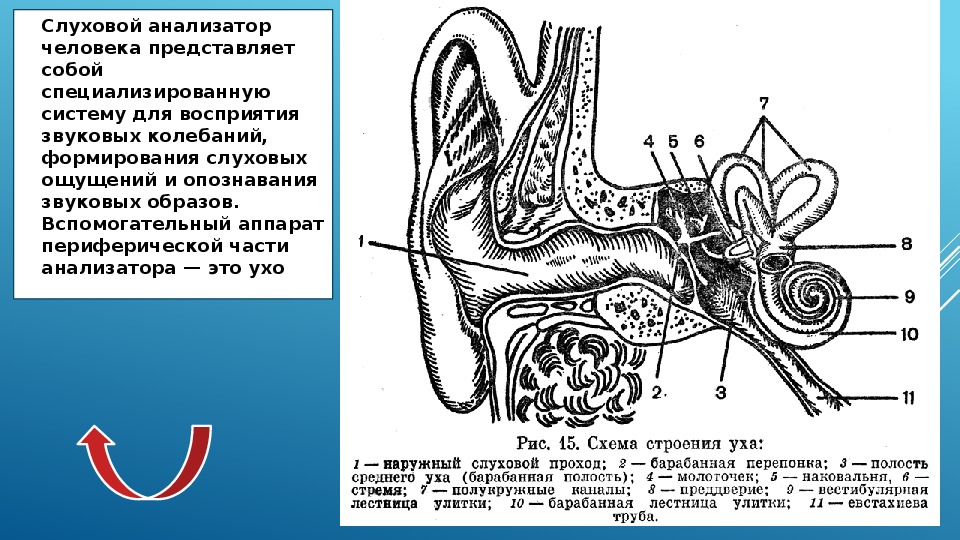 Анатомические отделы слухового анализатора. Строение слухового анализатора анатомия. Схема строения слухового анализатора. Строение уха 8 класс биология. Схема строения слухового анализатора 8 класс биология.